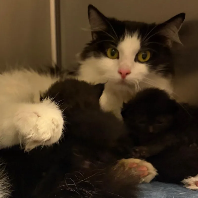 An adult medium-sized female White Domestic Medium Hair cat named Misty for adoption in Pittsburgh, PA