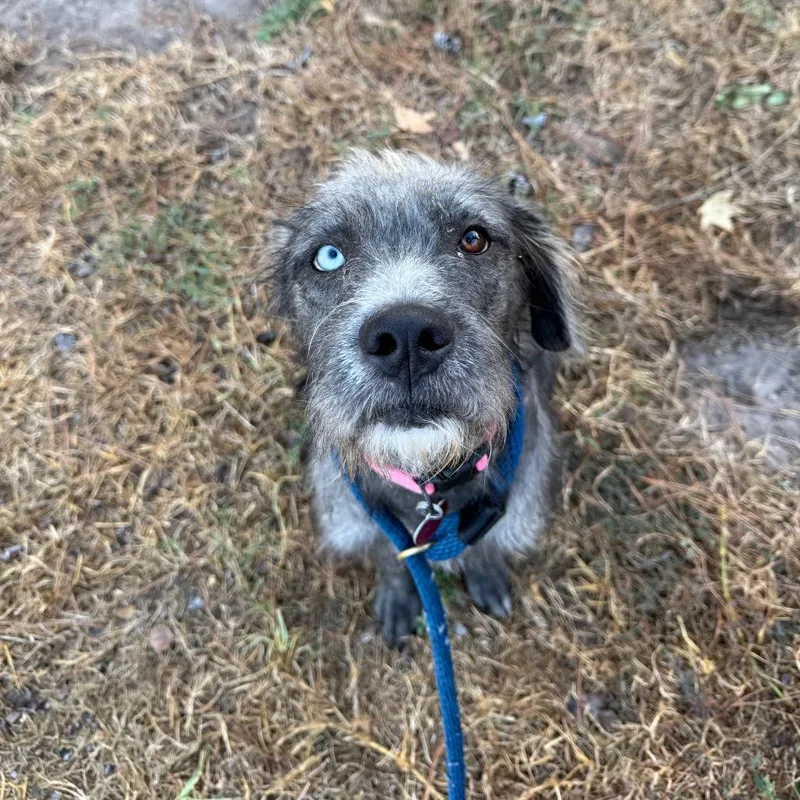 A young medium-sized female Gray / Blue / Silver Standard Schnauzer dog named Missy for adoption in Spring, TX