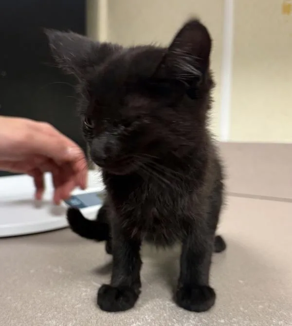 A baby small-sized female Domestic Short Hair cat named Rice for adoption in Salisbury, MD