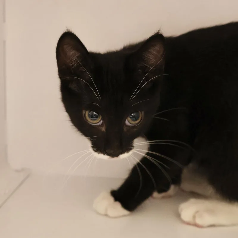 A baby small-sized female Black Domestic Short Hair cat named Woodina for adoption in Briarcliff Manor, NY