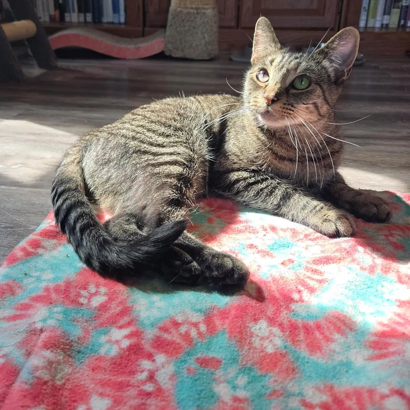 Chopstick thumbnail 2