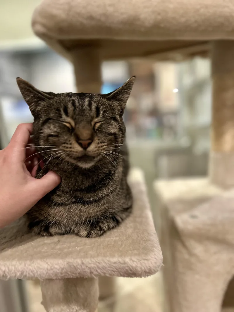 Chopstick thumbnail 3