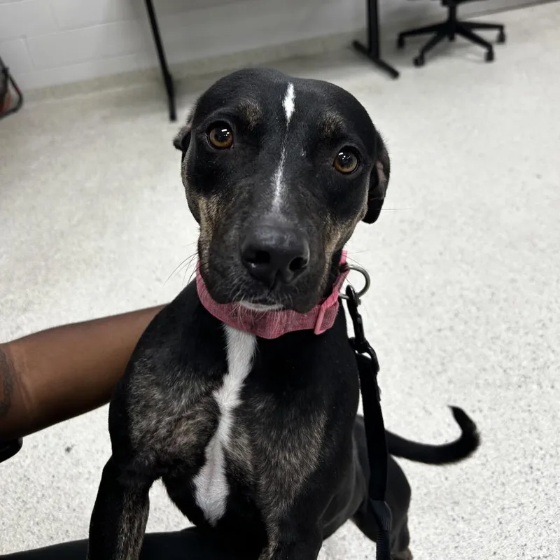 An adult medium-sized female Black Mixed Breed dog named Sprout for adoption in Jacksonville, FL
