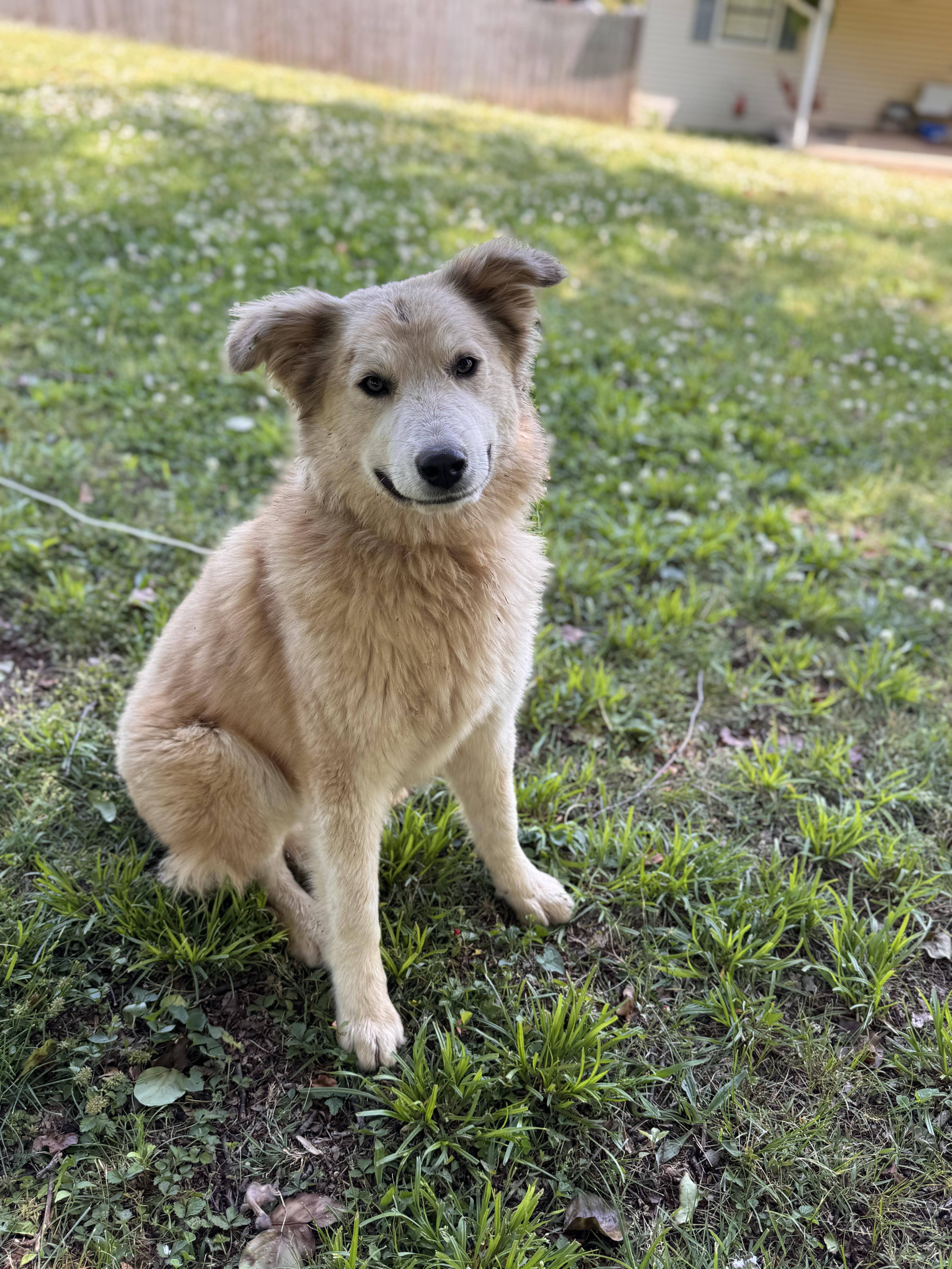 Peanut Butter thumbnail 2