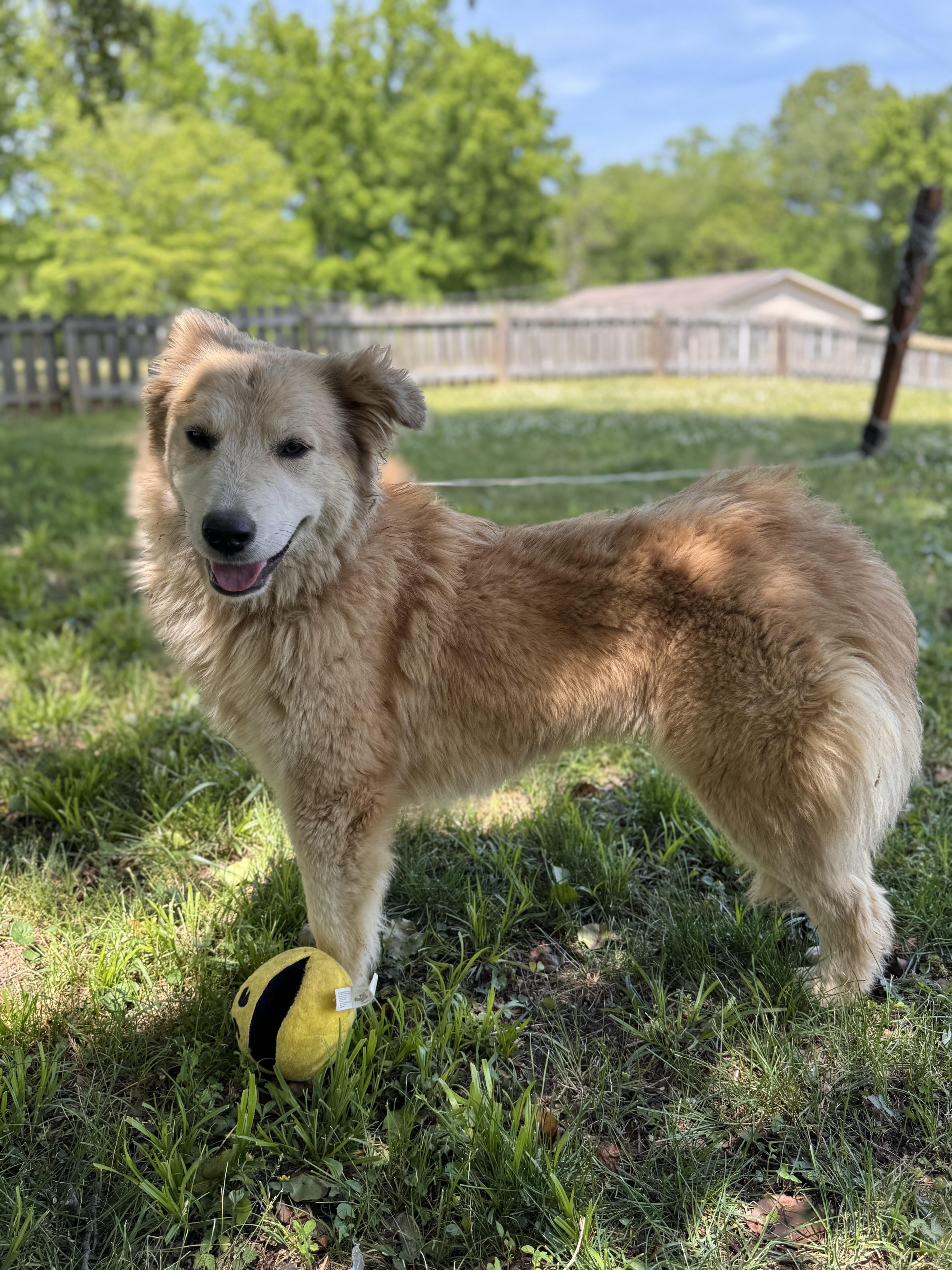 Peanut Butter thumbnail 3