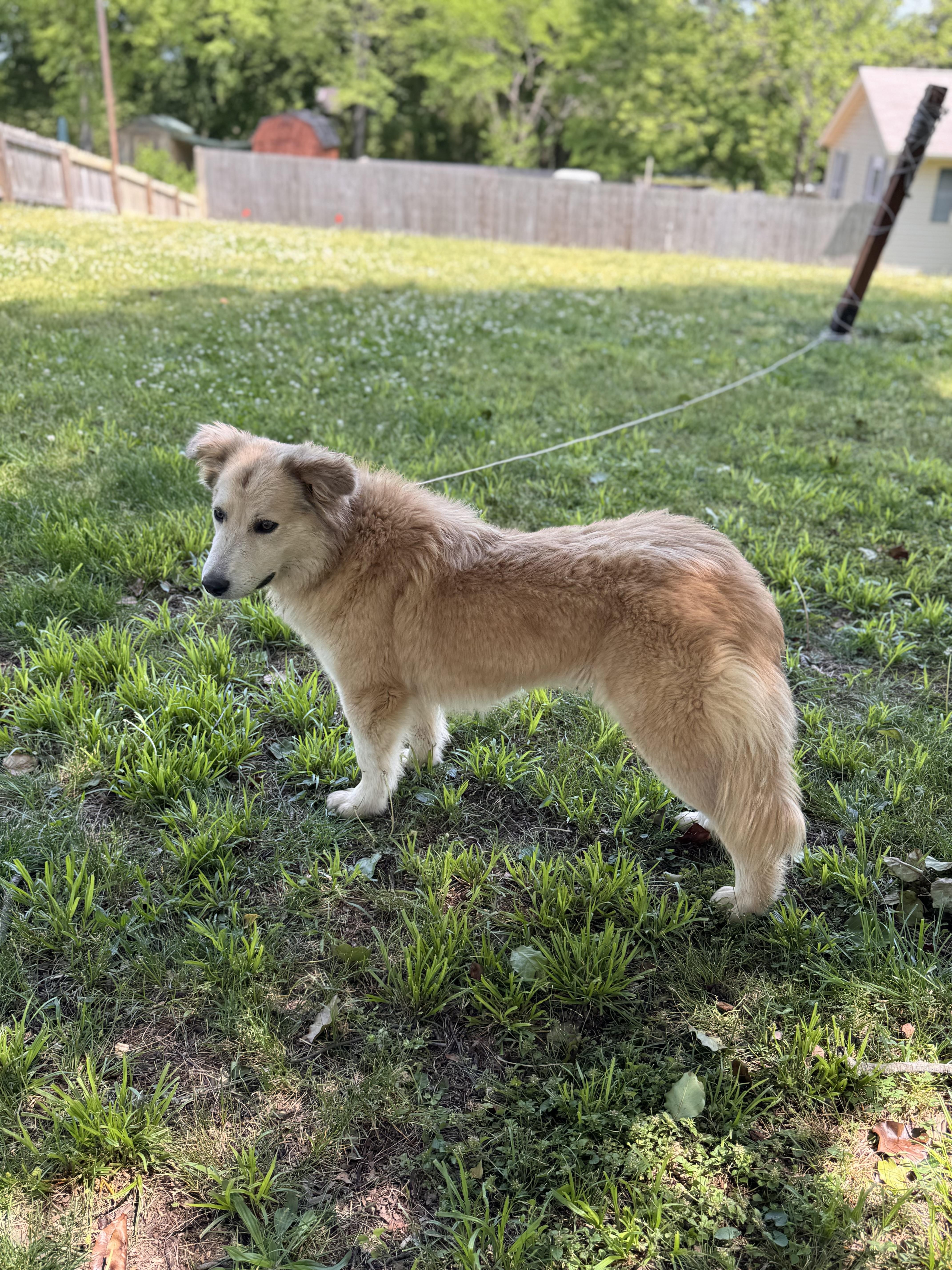 Peanut Butter thumbnail 4