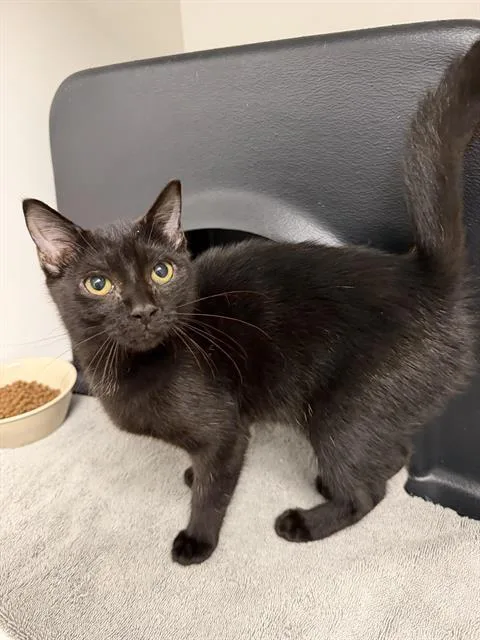 A baby small-sized female Domestic Short Hair cat named Morticia for adoption in Ontario, CA