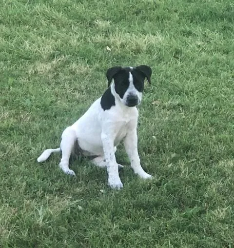 A young medium-sized female White / Cream Hound dog named Pepper for adoption in Flower Mound, TX