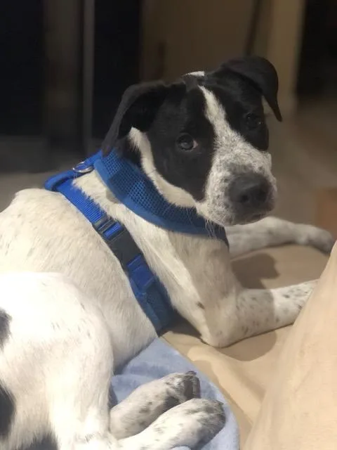 Pepper thumbnail 3