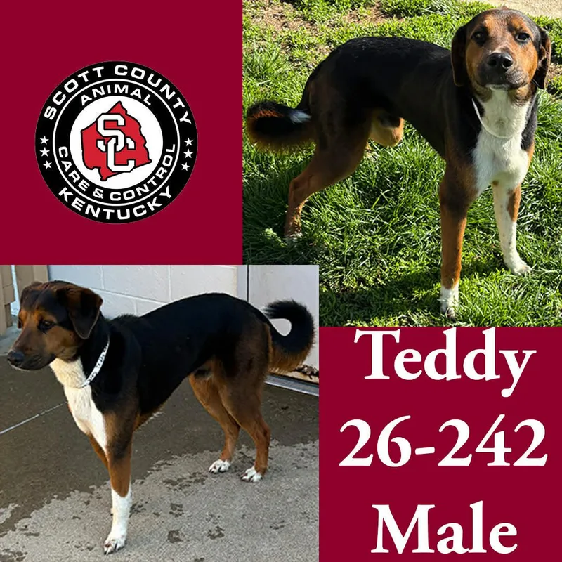 Teddy