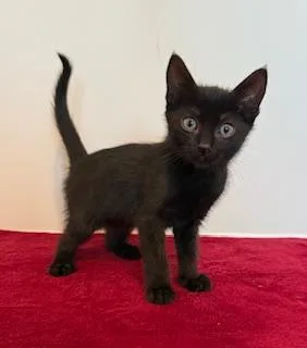 A baby medium-sized female Black Domestic Short Hair cat named Tapatio for adoption in Southern Pines, NC