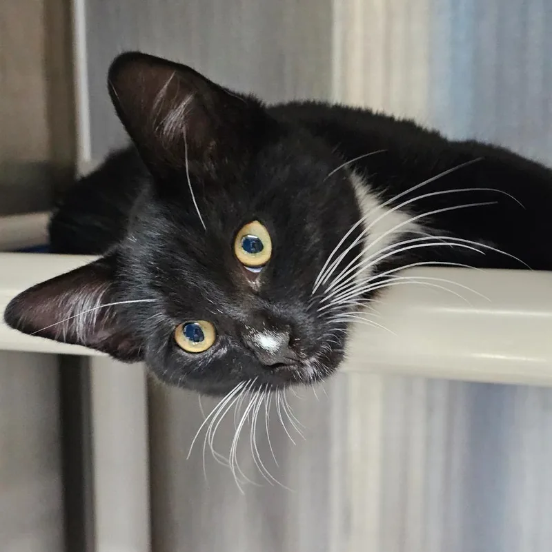 A baby medium-sized male Domestic Short Hair cat named Lunchbox for adoption in Shoreline, WA