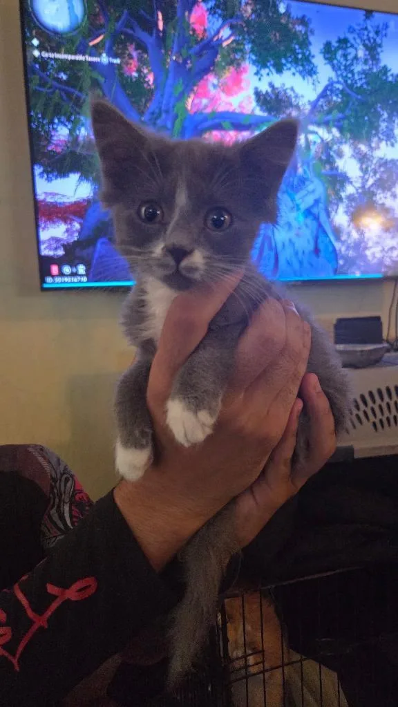 Cleopatra
