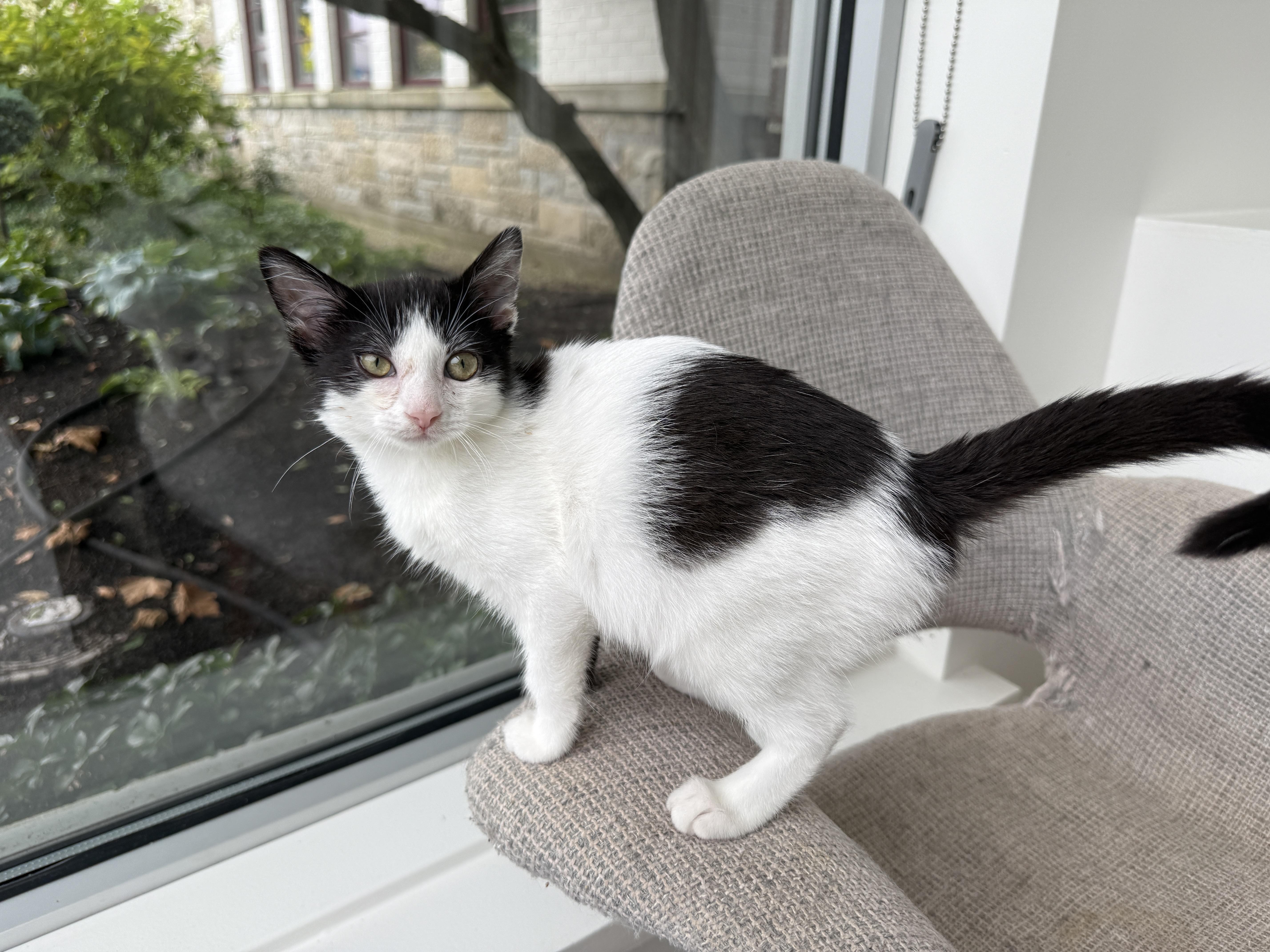 A baby medium-sized female Domestic Short Hair cat named Joy for adoption in Evanston, IL