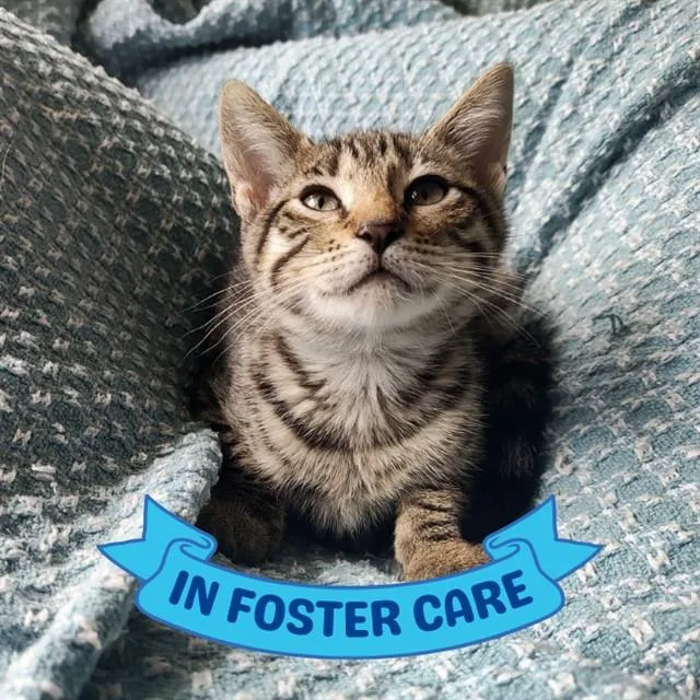 A baby small-sized female Domestic Short Hair cat named Rose for adoption in Tallahassee, FL