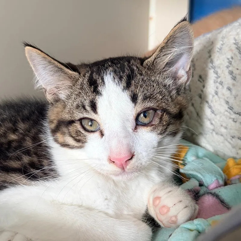 A baby small-sized male Gray / Blue / Silver Domestic Short Hair cat named Fruit Snack for adoption in Aldie, VA