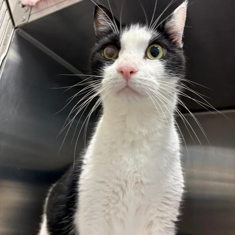 An adult large-sized male Black Domestic Short Hair cat named Leo for adoption in Englewood, FL