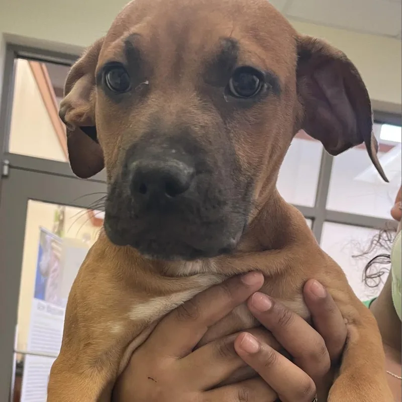An adult medium-sized female Brown / Chocolate American Staffordshire Terrier dog named Nala for adoption in Roanoke, VA
