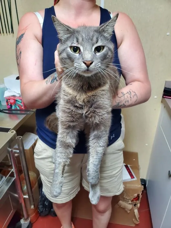 An adult medium-sized male Domestic Short Hair cat named Twiggy for adoption in Salisbury, MD