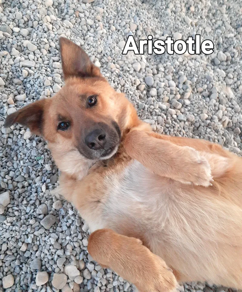 Aristotle thumbnail 2