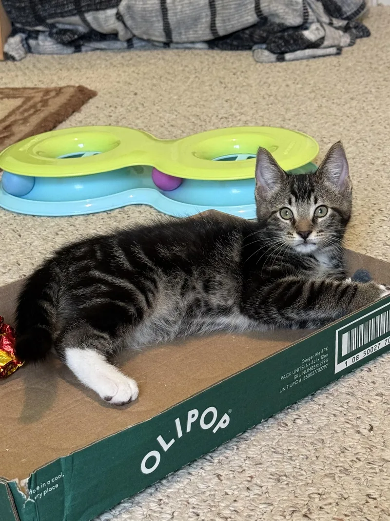 A baby small-sized male Tabby (Brown / Chocolate) Tabby cat named Dill for adoption in Brighton, MI