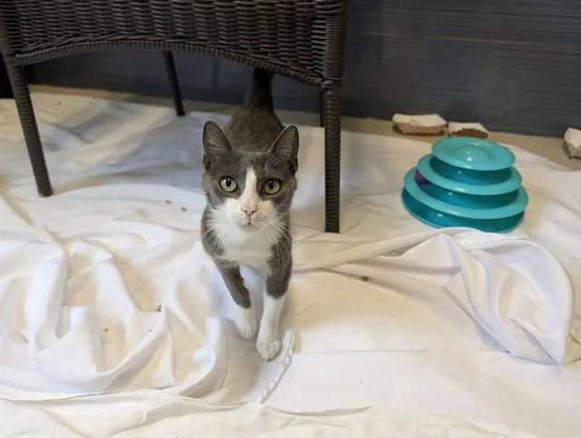 A young small-sized female Domestic Short Hair cat named Violet for adoption in Haw River, NC