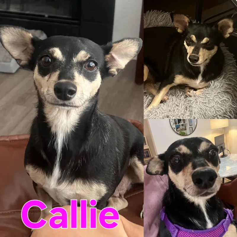 A baby medium-sized male Chihuahua dog named Charlie for adoption in Dallas, TX