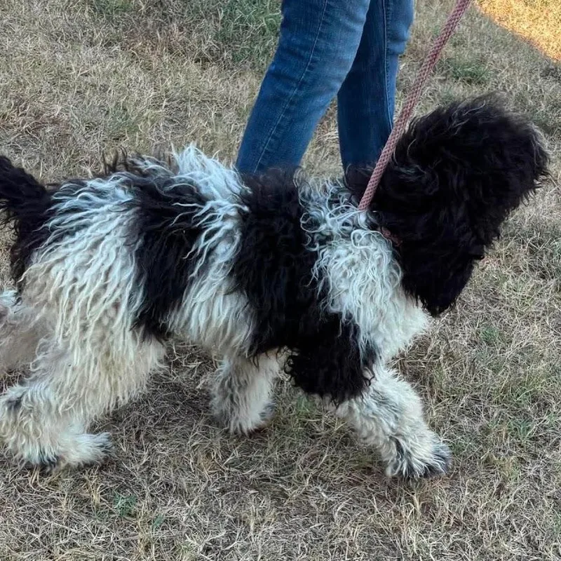 A baby medium-sized male Standard Poodle dog named Almond Joy for adoption in Zimmerman, MN