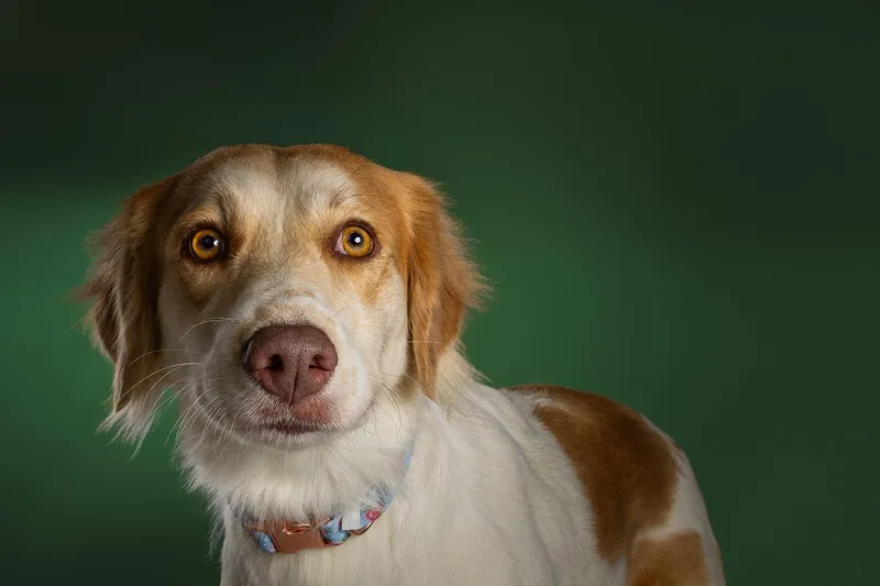 An adult medium-sized female Spaniel dog named Glinda for adoption in Tyler, TX