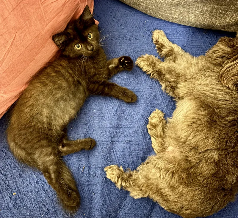 A baby large-sized male Domestic Medium Hair cat named Bruce for adoption in Pompano Beach, FL