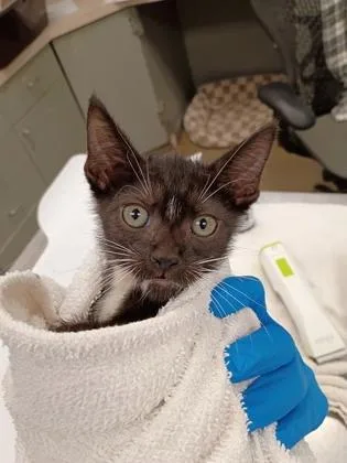 A baby small-sized male Domestic Short Hair cat named Jacob for adoption in Palm Coast, FL