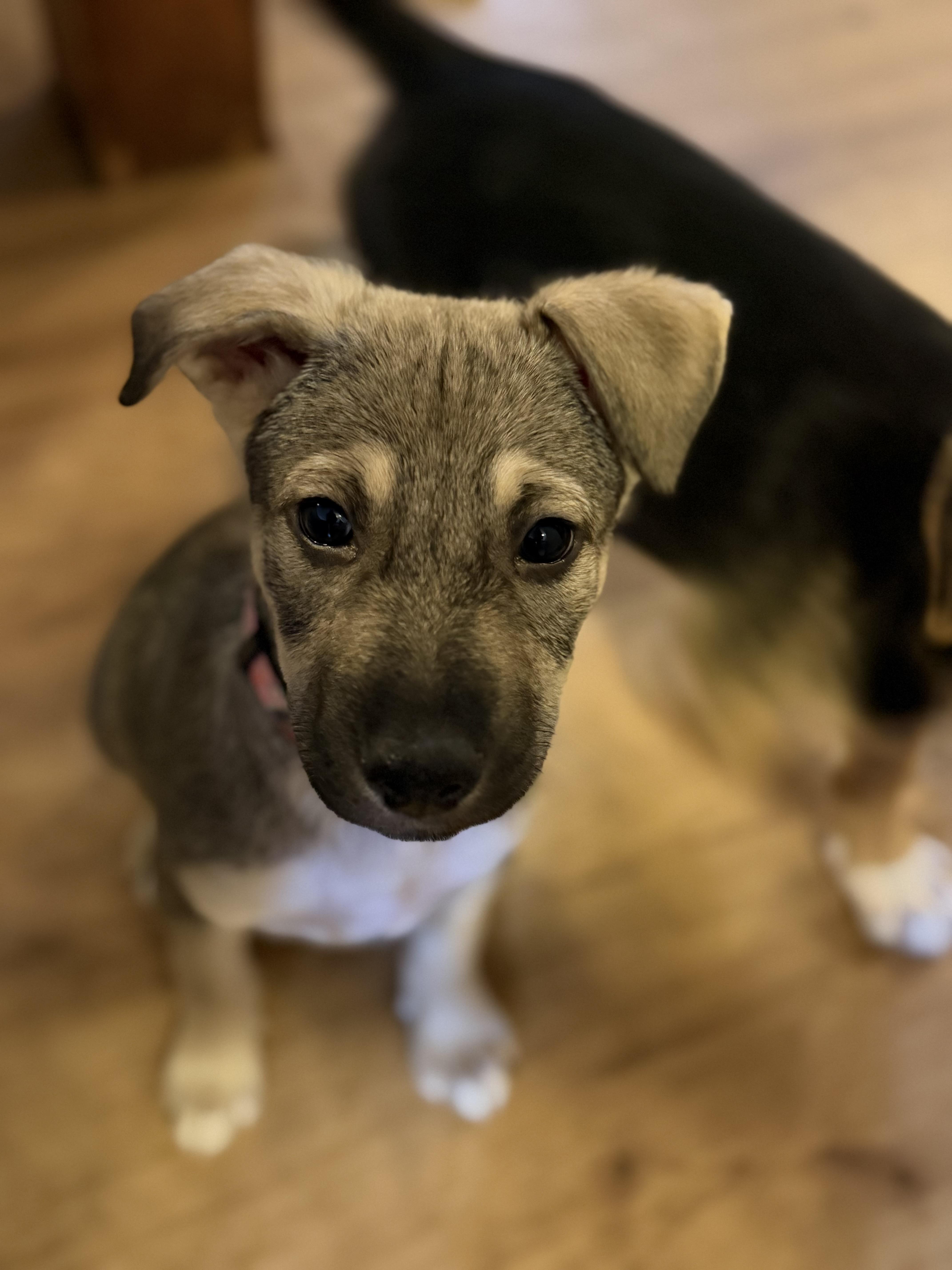 A baby large-sized female Tricolor (Brown, Black, & White) German Shepherd Dog dog named Honey for adoption in Park Forest, IL