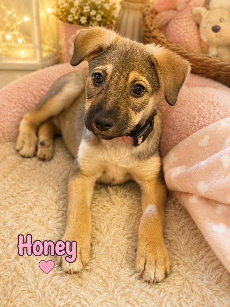 Honey thumbnail 2