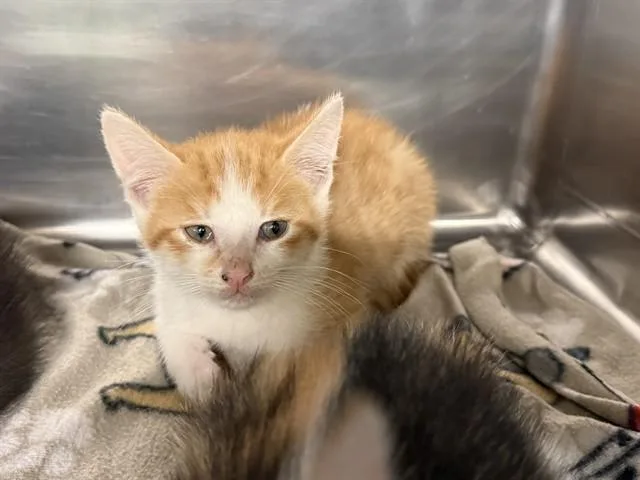 A baby small-sized male Domestic Short Hair cat named Noodle for adoption in Grand Prairie, TX