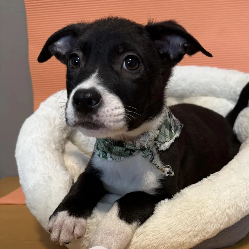 A young large-sized male Black American Staffordshire Terrier dog named Toyger for adoption in Newberg, OR
