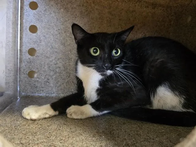 A young small-sized female Domestic Short Hair cat named Donnatella for adoption in Lincolnton, NC