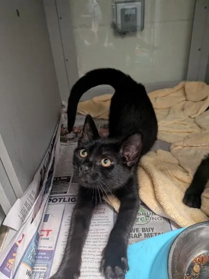 A baby small-sized male Domestic Short Hair cat named Boomer for adoption in Louisburg, NC