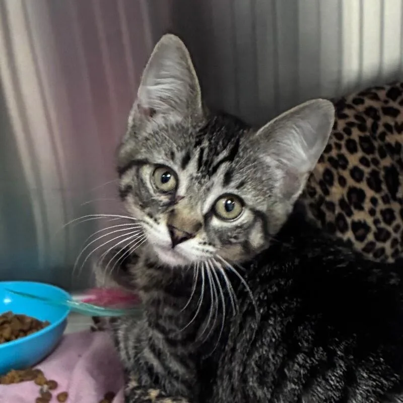 A young small-sized female Domestic Short Hair cat named Elsie for adoption in Yankton, SD