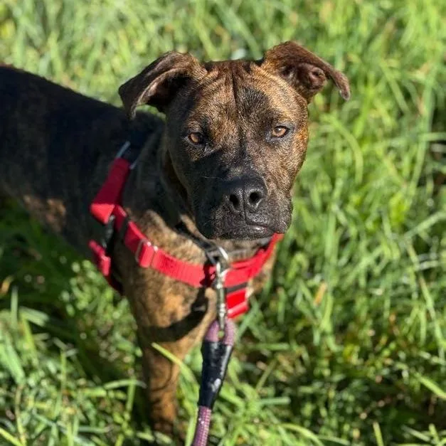 An adult medium-sized female Brindle Mixed Breed dog named Florence for adoption in Bangall, NY
