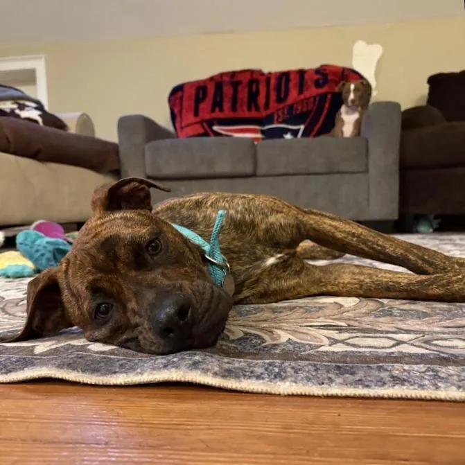 Florence thumbnail 6