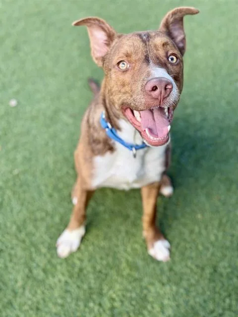 A young medium-sized male Mixed Breed dog named Chago for adoption in Dallas, TX