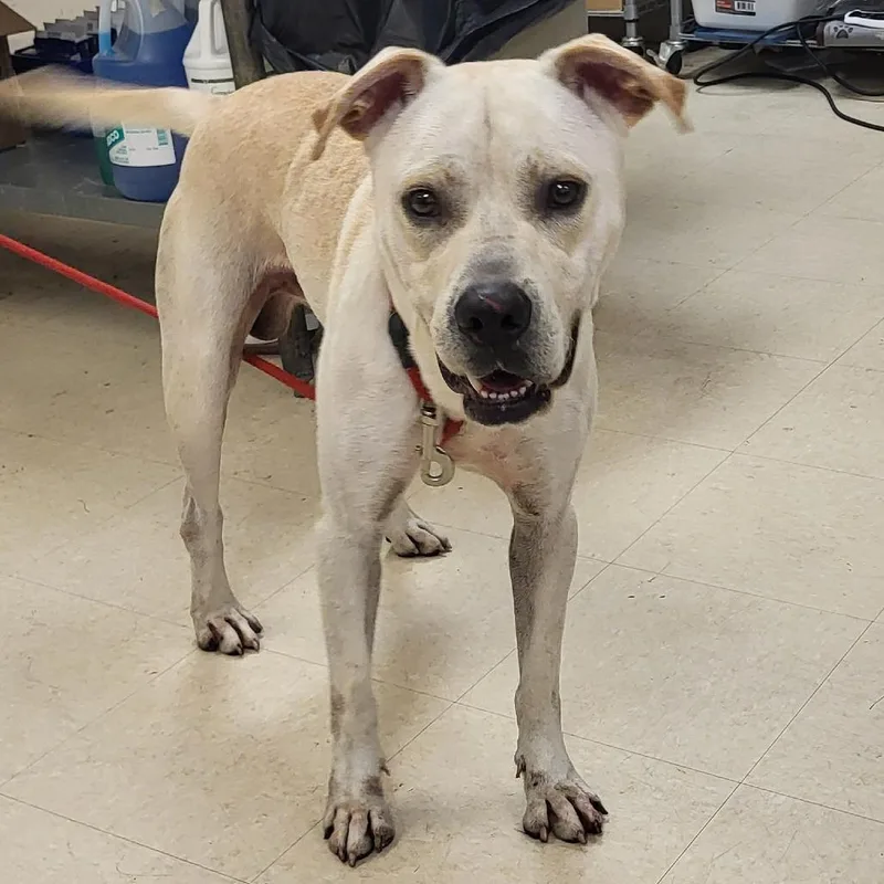 An adult large-sized male Yellow / Tan / Blond / Fawn Mixed Breed dog named Bowie for adoption in Lake Panasoffkee, FL