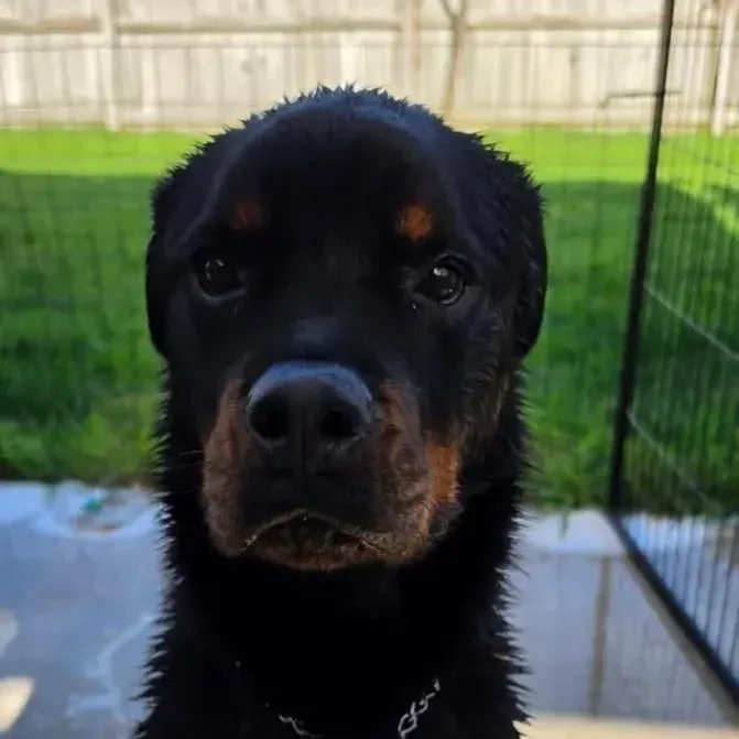 An adult large-sized female Black Rottweiler dog named Sai for adoption in Polk, OH