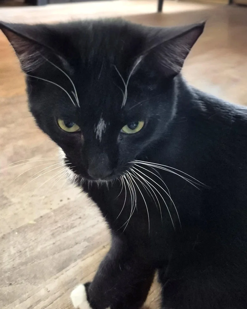 A young medium-sized male Domestic Short Hair cat named Subastion for adoption in Northfield, OH