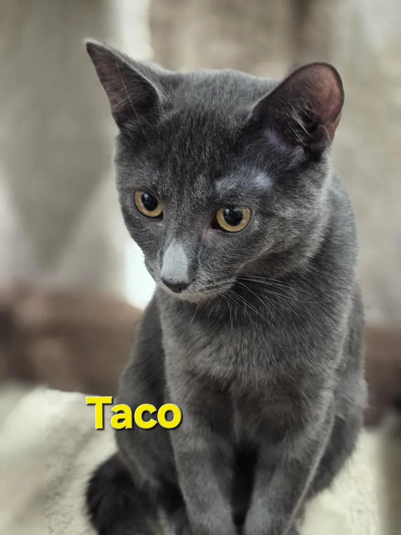 A baby small-sized male Gray & White Domestic Short Hair cat named Pebble & Taco for adoption in West Palm Beach, FL