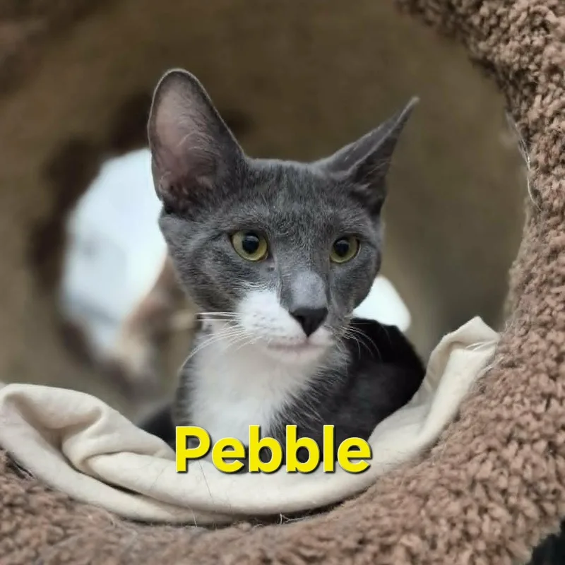 Pebble & Taco thumbnail 2
