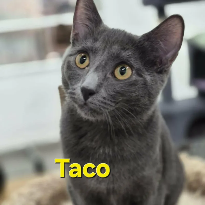 Pebble & Taco thumbnail 3