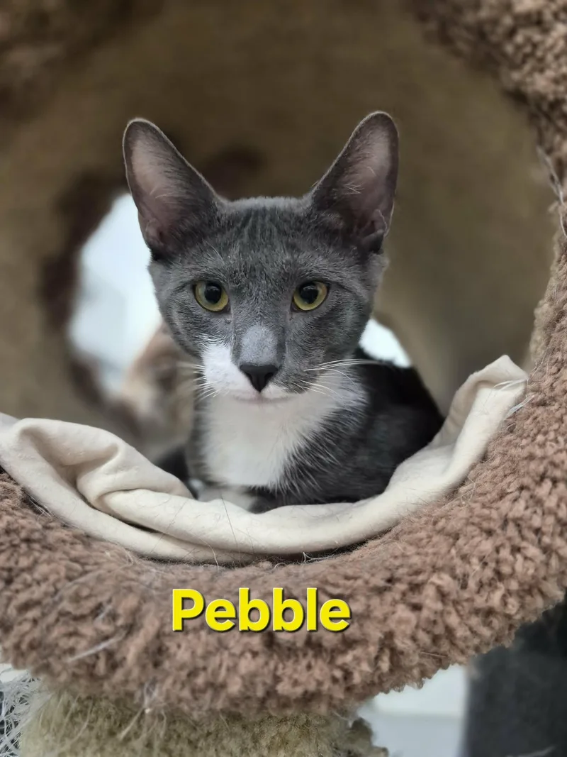 Pebble & Taco thumbnail 4