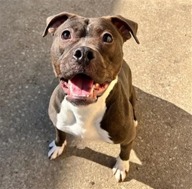 Jiminy Cricket thumbnail 2