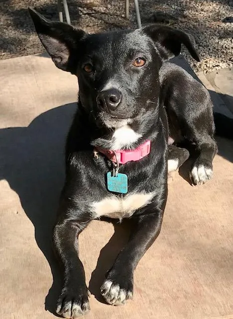 Daisy